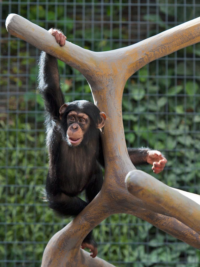 un chimpanzé du zoo