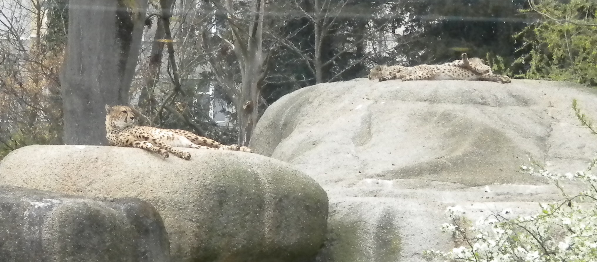 Guépards du zoo
