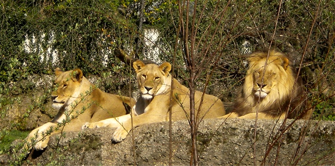 Mbali, Okoa et Uma, les lions du zoo.