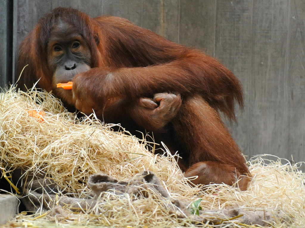 un orang-outan du zoo
