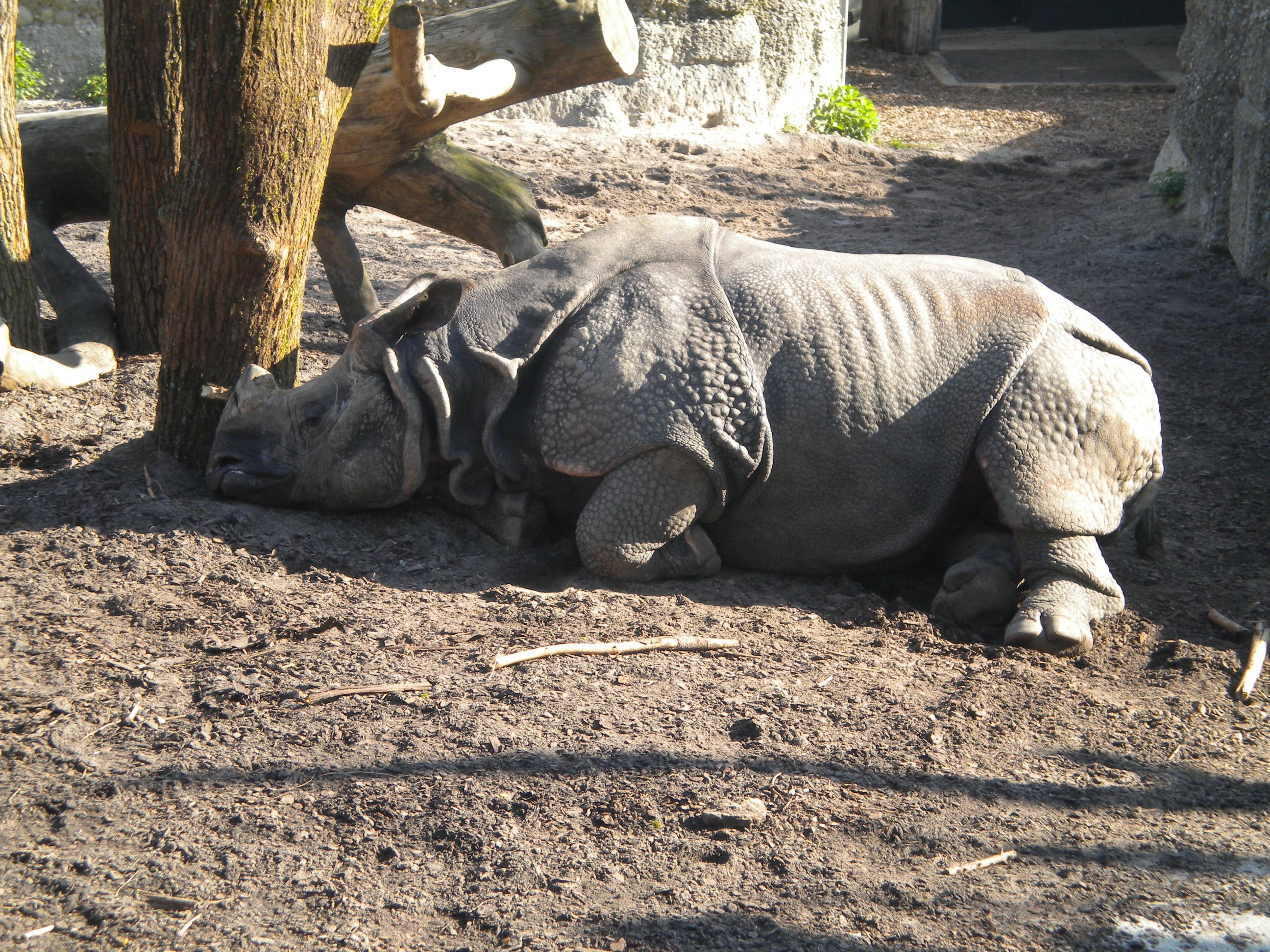 un rhinocéros du zoo