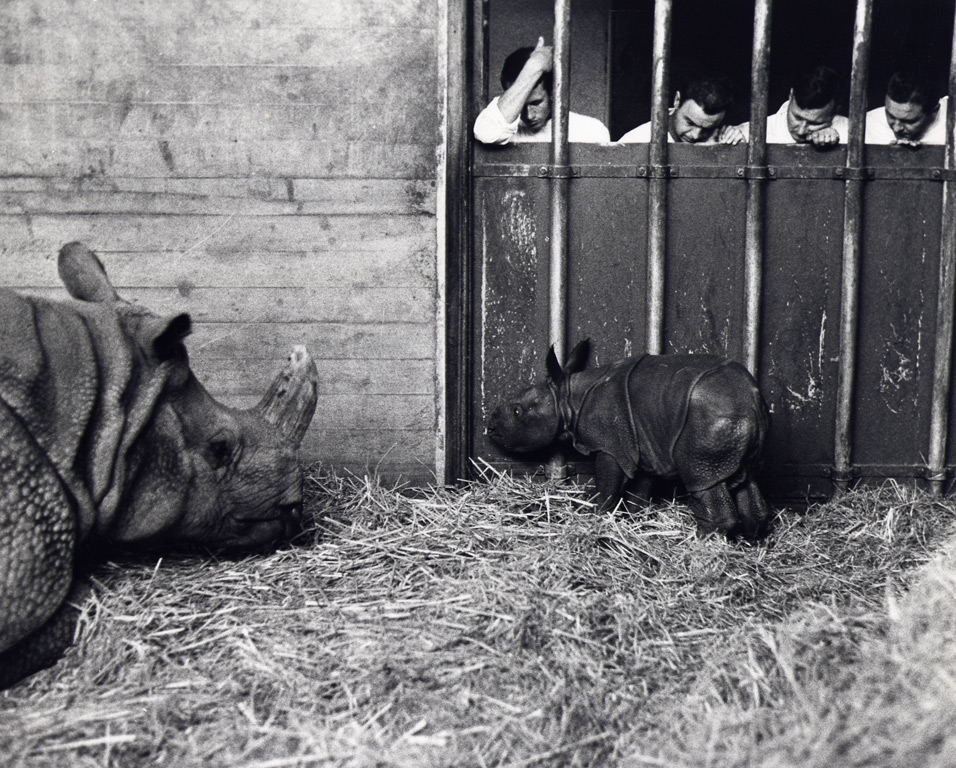 rudra, le premier rhinocéros né en captivité
